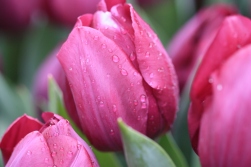Wassertropfen an pinken Tulpenblüten.